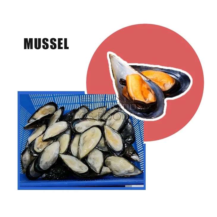 Blue Mussel