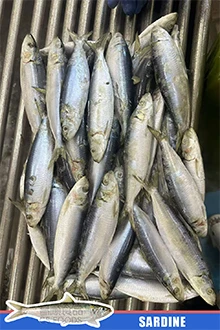frozen sardine fish