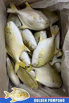 frozen golden pompano