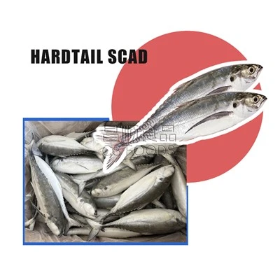 Yon Scad Hardtail jele